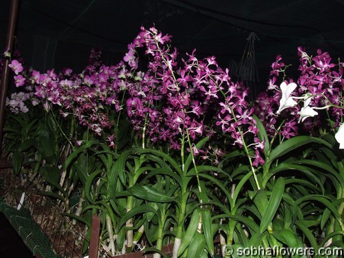 Dendrobium garden India